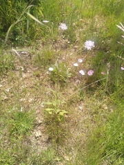 Knautia integrifolia