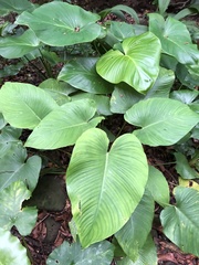 Schismatoglottis kotoensis