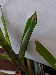 Vehilius stictomenes stictomenes