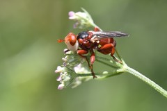 Myopa dorsalis