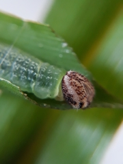 Vehilius stictomenes stictomenes