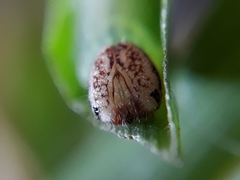 Vehilius stictomenes stictomenes