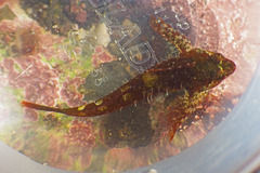 Oligocottus snyderi