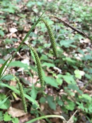 Carex agastachys