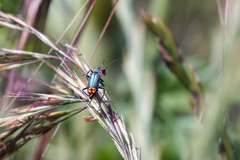 Clanoptilus marginellus