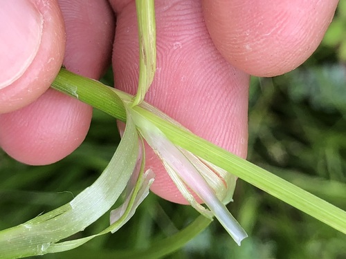 Image of Carex leersii by (c) Thomas Ebner, some rights reserved (CC BY)