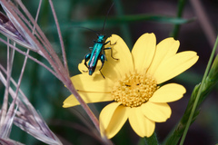 Oedemera nobilis