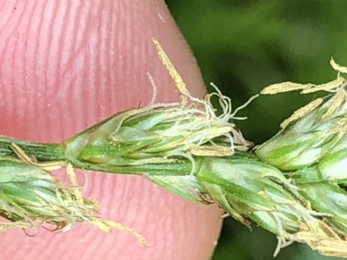 Image of Carex leersii by (c) Thomas Ebner, some rights reserved (CC BY)