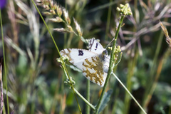 Euchloe
