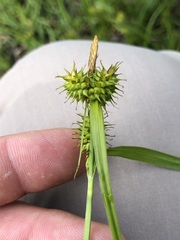 Carex flava