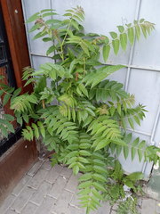 Ailanthus altissima