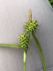 Carex flava