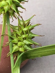 Carex flava