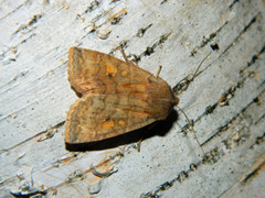 Eupsilia tristigmata