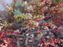 Sedum microcarpum