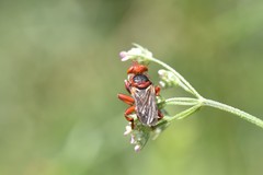 Myopa dorsalis