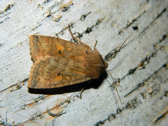 Eupsilia tristigmata