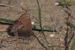 Callophrys henrici