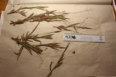 Dichanthelium implicatum