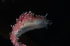 Carronella pellucida