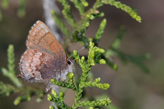 Callophrys henrici