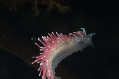 Carronella pellucida