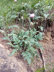 Psephellus caucasicus