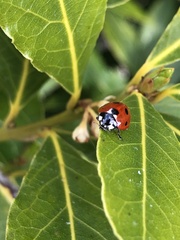 Coccinella septempunctata