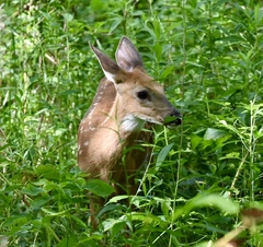 Odocoileus virginianus