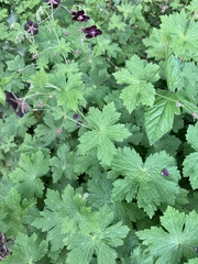 Geranium phaeum
