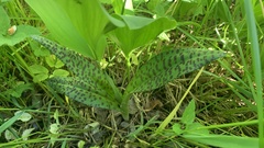 Dactylorhiza majalis