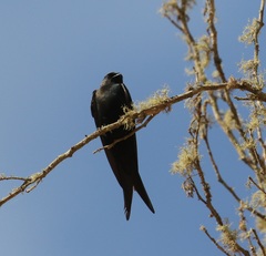 Psalidoprocne pristoptera