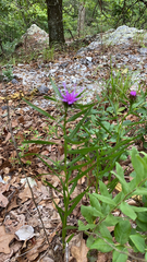 Liatris compacta