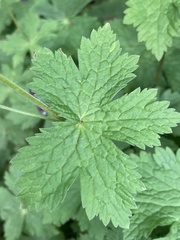 Geranium phaeum