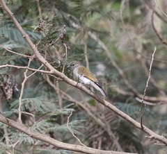 Prodotiscus zambesiae