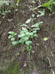 Veronica peduncularis