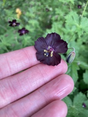 Geranium phaeum