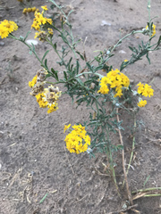 Psilostrophe gnaphalodes