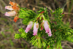 Erica oatesii