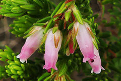 Erica oatesii