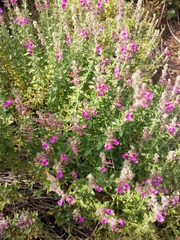 Teucrium marum