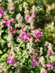 Teucrium marum