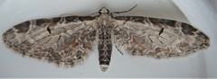 Eupithecia ravocostaliata