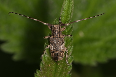Mesosa nebulosa