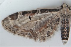 Eupithecia ravocostaliata