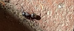 Camponotus herculeanus