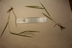 Dichanthelium boreale