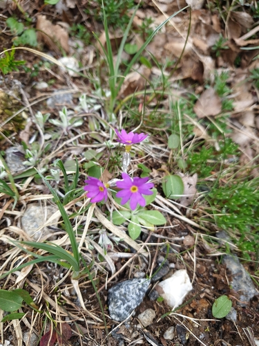 Image of Primula scandinavica by (c) Mark Costello, some rights reserved (CC BY)