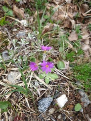 Primula scandinavica, photograph (c) Mark Costello, some rights reserved (CC BY)