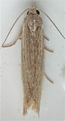 Eucosma ambodaidaleia